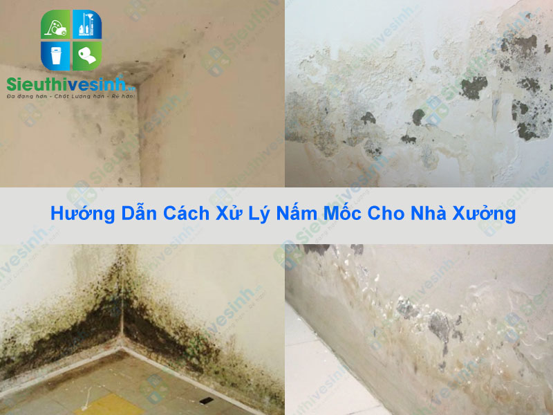Hướng Dẫn Cách Xử Lý Nấm Mốc Cho Nhà Xưởng